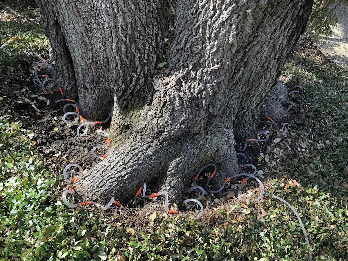 Detailed Tree Cabling and Bracing job site in Wagner