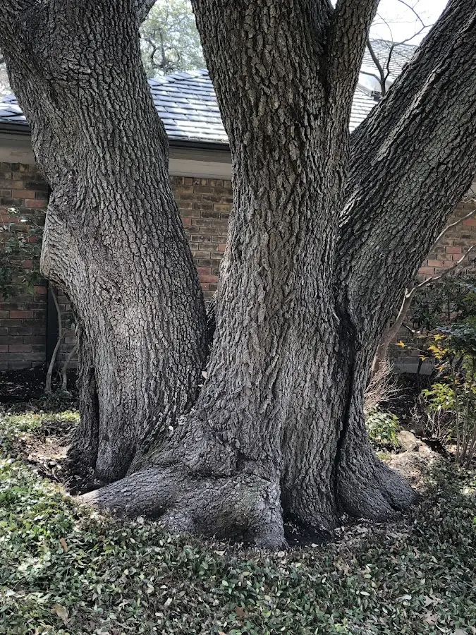 Mature heritage tree close to a Wagner property cared for by certified arborists